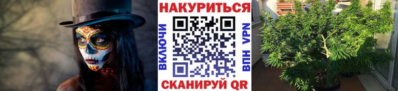 сколько стоит  Оха  Шишки марихуана семена 